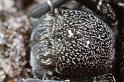 Eresus_sandaliatus_D7039_Z_85_Geheim_Belgie