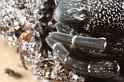Eresus_sandaliatus_D7040_Z_87_Geheim_Belgie