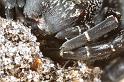 Eresus_sandaliatus_D7041_Z_87_Geheim_Belgie