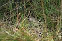 Eresus_sandaliatus_D7043_Z_85_Geheim_Belgie