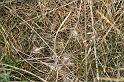 Eresus_sandaliatus_D7044_Z_85_Geheim_Belgie