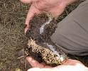 Eresus_sandaliatus_D7045_Z_87_Geheim_Belgie
