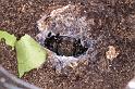 Eresus_sandaliatus_D7046_Z_90_Geheim_Belgie