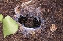 Eresus_sandaliatus_D7047_Z_90_Geheim_Belgie