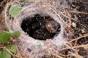 Eresus_sandaliatus_D7254_Z_89_Munitieterrein_Belgie
