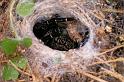 Eresus_sandaliatus_D7255_Z_89_Munitieterrein_Belgie