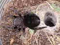 Eresus_sandaliatus_D7262_Z_88_Geheim_Belgie