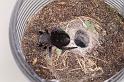 Eresus_sandaliatus_D7263_Z_88_Geheim_Belgie