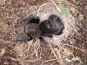 Eresus_sandaliatus_D7264_Z_90_Geheim_Belgie