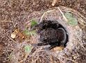 Eresus_sandaliatus_D7265_Z_90_Geheim_Belgie