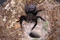 Eresus_sandaliatus_D7284_Z_90_Badhoevedorp_Nederland