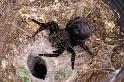 Eresus_sandaliatus_D7285_Z_94_Badhoevedorp_Nederland