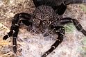 Eresus_sandaliatus_D7286_Z_89_Badhoevedorp_Nederland