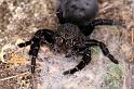 Eresus_sandaliatus_D7287_Z_90_Badhoevedorp_Nederland