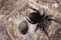 Eresus_sandaliatus_D7288_Z_88_Badhoevedorp_Nederland