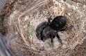 Eresus_sandaliatus_D7289_Z_89_Badhoevedorp_Nederland