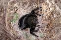 Eresus_sandaliatus_D7290_Z_90_Badhoevedorp_Nederland