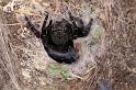 Eresus_sandaliatus_D7291_Z_90_Badhoevedorp_Nederland