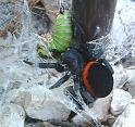 Eresus_walckenaerius_D3062_D_75_Lefkas_Griekenland