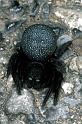 Eresus_walckenaerius_P1395_Z_83_Mystras_Griekenland