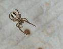 Stegodyphus_ZZ351_F2263_D_78_Tioute_Marocco
