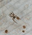 Stegodyphus_ZZ351_F2264_D_78_Tioute_Marocco