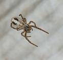 Stegodyphus_ZZ351_F2265_D_80_Tioute_Marocco
