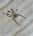 Stegodyphus_ZZ351_F2266_D_80_Tioute_Marocco