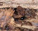 Walckenaeria_ZZXYX_D4463_Z_81_Belversven_Nederland