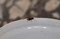 Walckenaeria_antica_D3904_Z_85_Badhoevedorp_Nederland