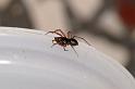 Walckenaeria_antica_D3905_Z_80_Badhoevedorp_Nederland