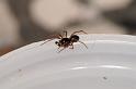 Walckenaeria_antica_D3906_Z_78_Badhoevedorp_Nederland
