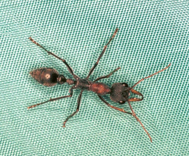 Myrmecia_ZZ633_F1628_Z_80_Crampians_Australie.jpg