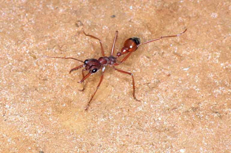 Myrmecia_ZZ634_F1613_Z_88_Crampians_Australie.jpg