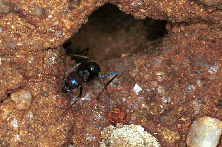 ZZ_ZZXYX_F0616_Z_80_Emerald-Clermont_Australie.jpg