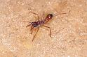Myrmecia_ZZ634_F1613_Z_88_Crampians_Australie
