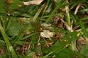Oecophylla_virescens_D5317_Z_90_Daintree-Cookstown_Australie