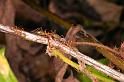 Oecophylla_virescens_D5344_Z_88_Daintree-Cookstown_Australie