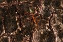Oecophylla_virescens_D5359_Z_88_Daintree-Cookstown_Australie