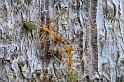 Oecophylla_virescens_D5413_Z_85_Lakeland_Australie