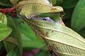 Oecophylla_virescens_F0667_Z_77_Giru_Australie