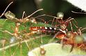 Oecophylla_virescens_F0708_Z_87_Giru_Australie