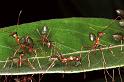 Oecophylla_virescens_F0709_Z_84_Giru_Australie