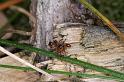 ZZ_ZZXYX_D4367_Z_80_Badhoevedorp_Nederland