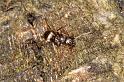 ZZ_ZZXYX_D5630_Z_89_Prattenburg_Nederland