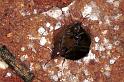 ZZ_ZZXYX_F0615_Z_75_Emerald-Clermont_Australie