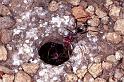 ZZ_ZZXYX_F0628_Z_85_Collinsville_Australie