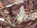ZZ_ZZXYX_F1814_Z_85_Litchfield_Australie