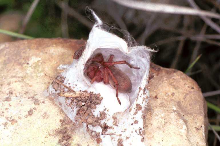 Drassodes_lapidosus_F0970_Z_82_Guzargues_Frankrijk.jpg