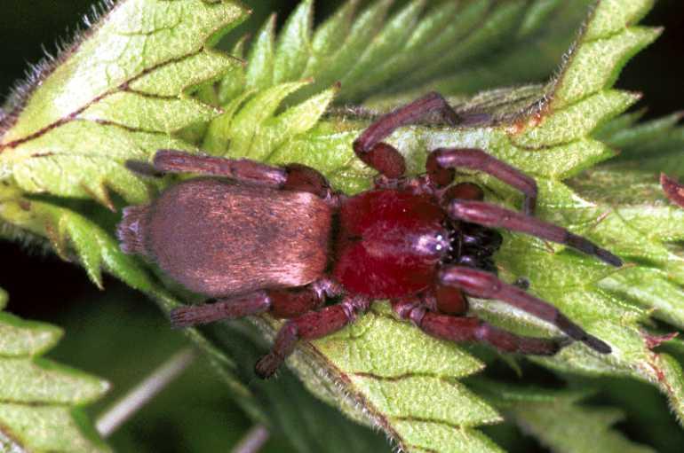 Drassodes_lapidosus_F1287_O_83_Laprade_Frankrijk.jpg